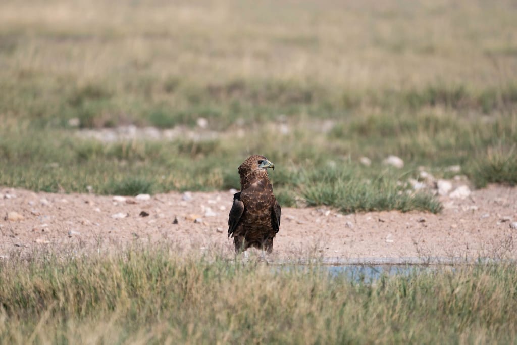 Ein Greifvogel steht an einer Wasserstelle in offener Graslandschaft bei Tageslicht.