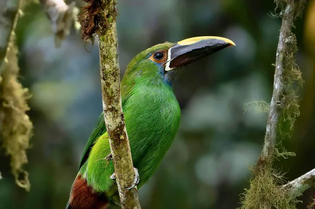 Nahaufnahme eines grünen Vogels mit großem gelb-schwarzem Schnabel auf einem moosbewachsenen Zweig.