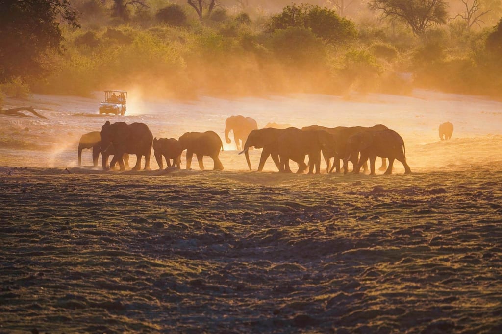 Herde von Elefanten in goldenem Gegenlicht zieht über ein staubiges Flussbett, Safari-Fahrzeug im Hintergrund.