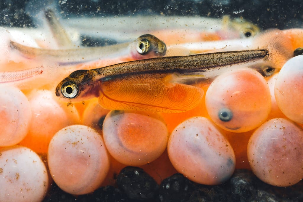 Nahaufnahme von Fischeiern mit frisch geschlüpften Fischlarven zwischen den orange-roten Eiern.
