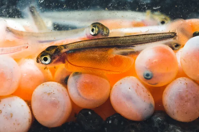 Nahaufnahme von Fischeiern mit frisch geschlüpften Fischlarven zwischen den orange-roten Eiern.