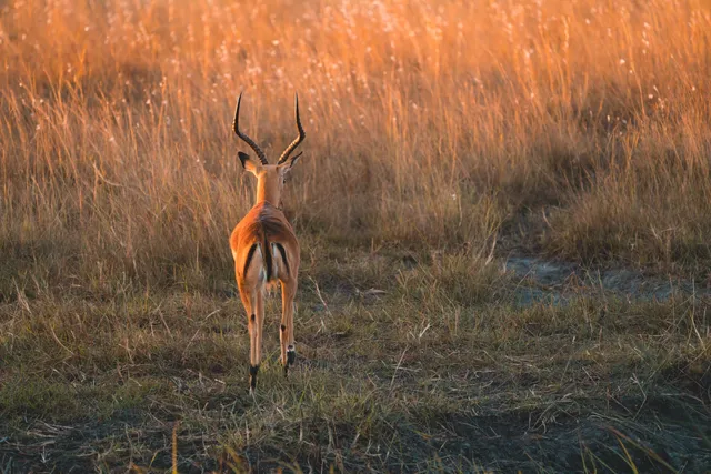 Antilope läuft im goldenen Abendlicht der Savanne, Rückansicht mit sichtbaren Hörnern.