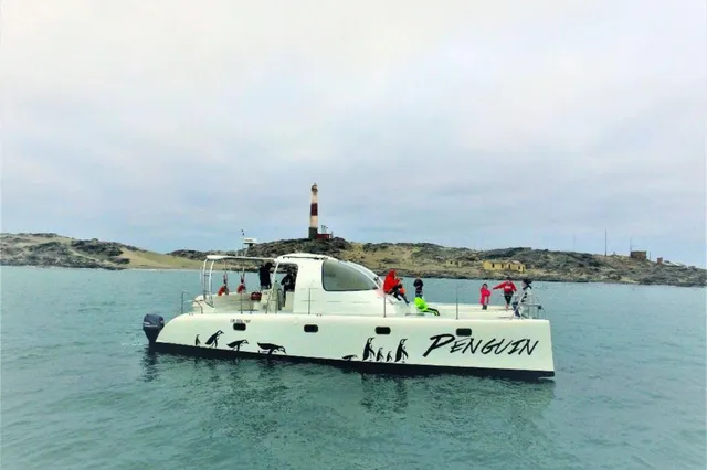 Brillenpinguine auf Halifax Island
