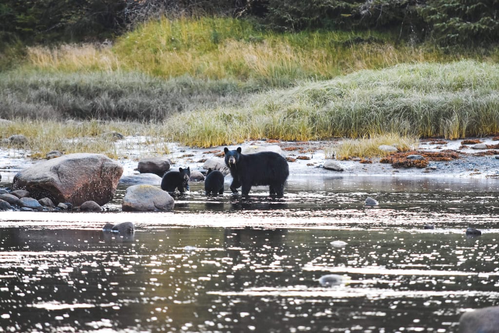 Schwarzbären in Kanada