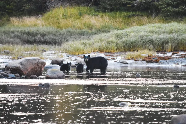 Vancouver Island Tiere
