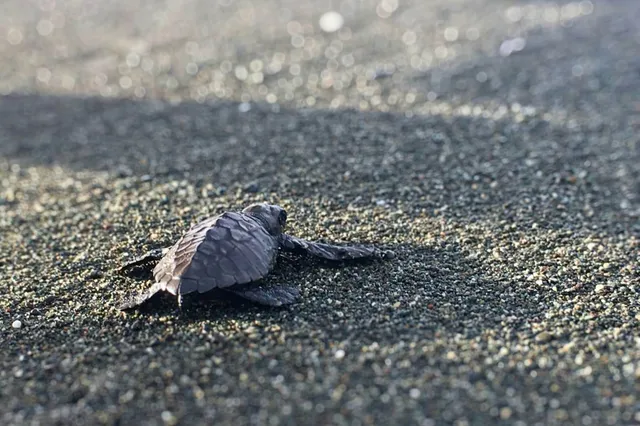 Ein Schildkrötenjunges kriecht über dunklen Kiesstrand im warmen Seitenlicht.