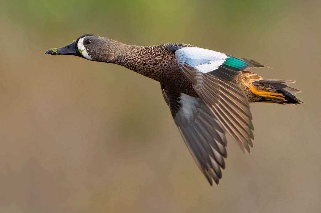 Blauflügelente im Flug seitlich vor unscharfem, warm beleuchtetem Hintergrund