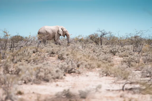 Elefant schützt sich mit Sand vor der Sonne
