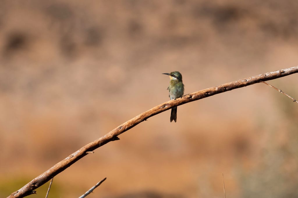 Kleiner Vogel sitzt auf gebogenem Ast vor unscharfem, trockenem Hintergrund