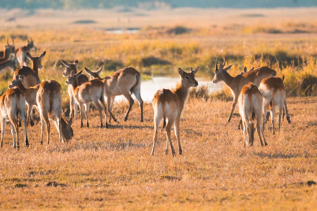Herde von Antilopen am Flussufer in Khwai, Botswana bei warmem Seitenlicht.