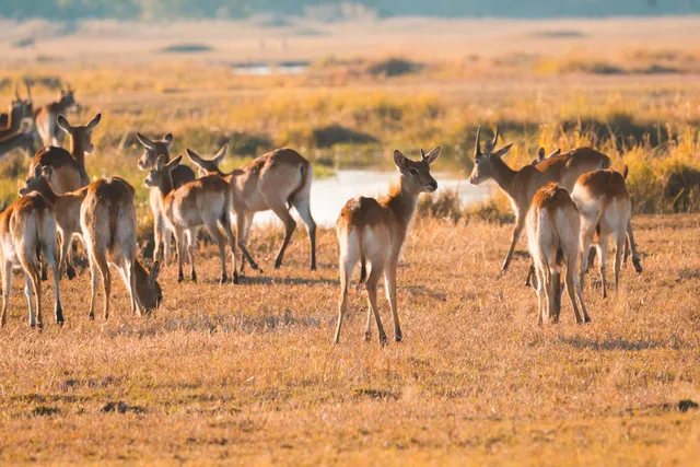 Herde von Antilopen am Flussufer in Khwai, Botswana bei warmem Seitenlicht.