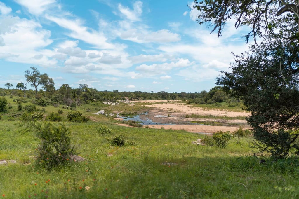 Weite Graslandschaft mit flachem, sandigem Flussbett und vereinzelten Bäumen unter blauem Himmel.