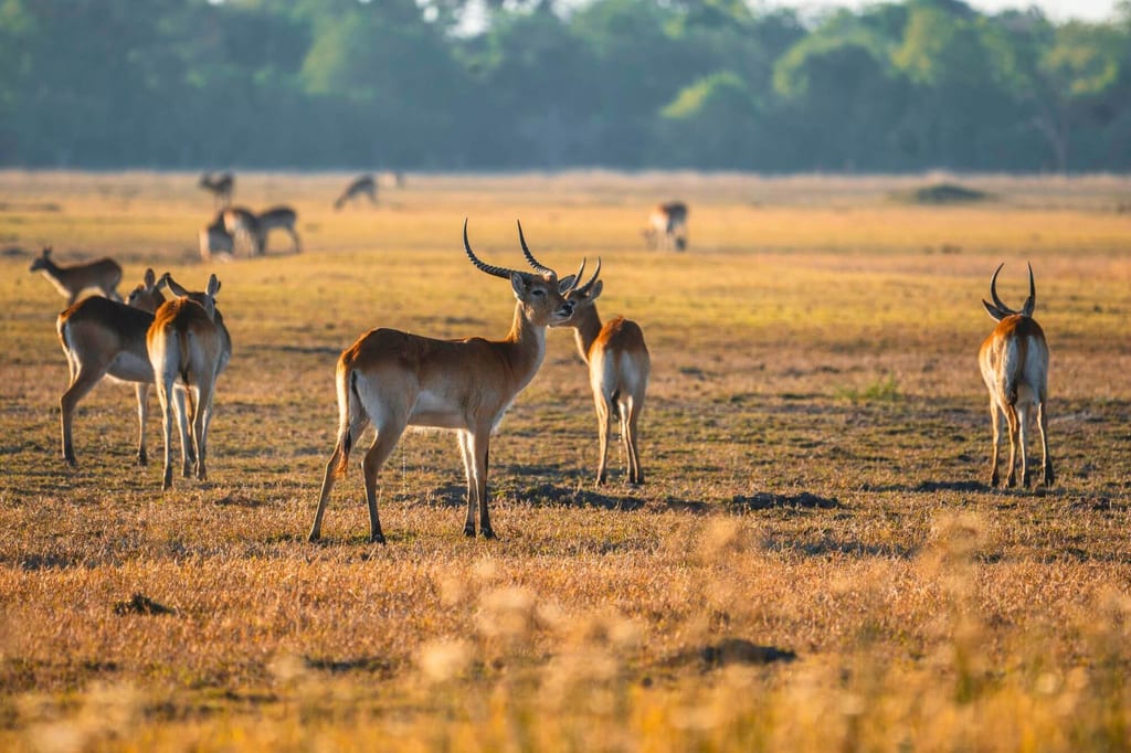 Mehrere Antilopen auf offener Grassteppe im warmen Seitenlicht, ruhige Morgen- oder Abendstimmung.
