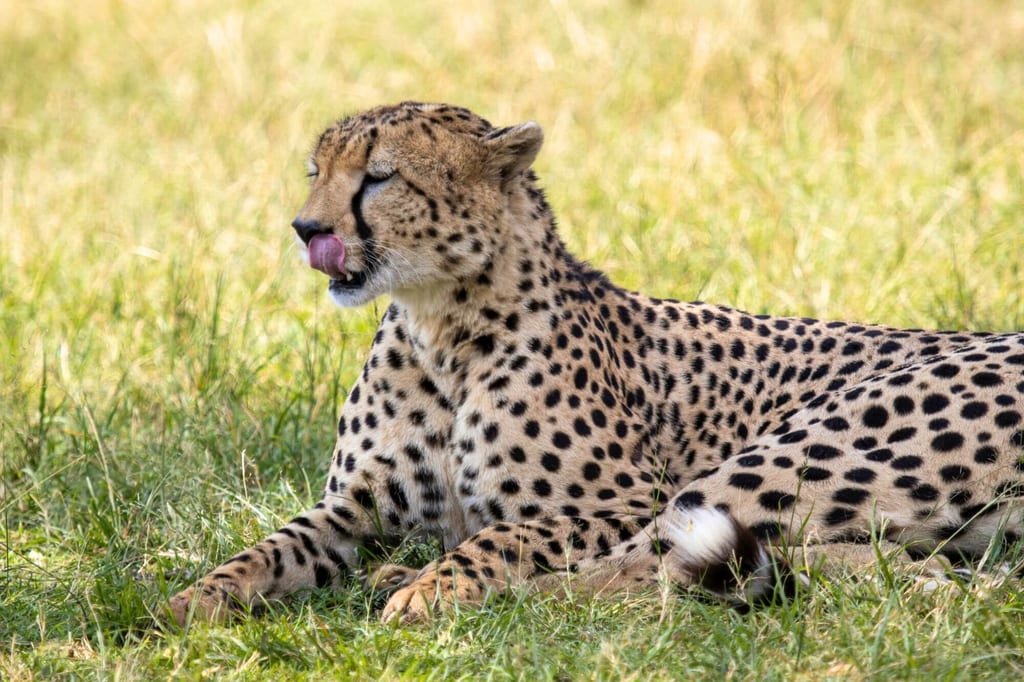 Große Raubkatze mit geflecktem Fell liegt im Gras und leckt sich über die Nase.