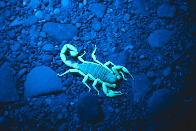 Skorpion auf kiesigem Untergrund leuchtet unter UV-Licht in gelb-grünen Tönen