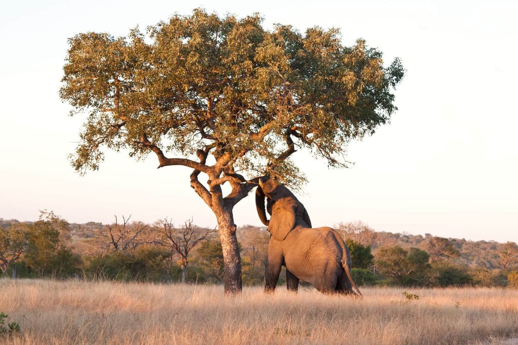 Ein einzelnes großes pflanzenfressendes Säugetier erreicht mit dem Rüssel die Krone eines Baums in der Graslandschaft.