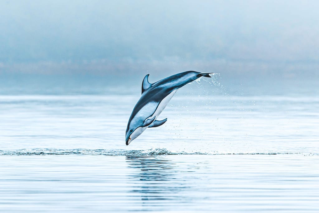 Ein Delfin springt elegant aus ruhigem Meer, Wasserperlen und Spiegelung sichtbar.