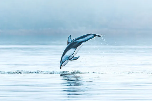 Ein Delfin springt elegant aus ruhigem Meer, Wasserperlen und Spiegelung sichtbar.