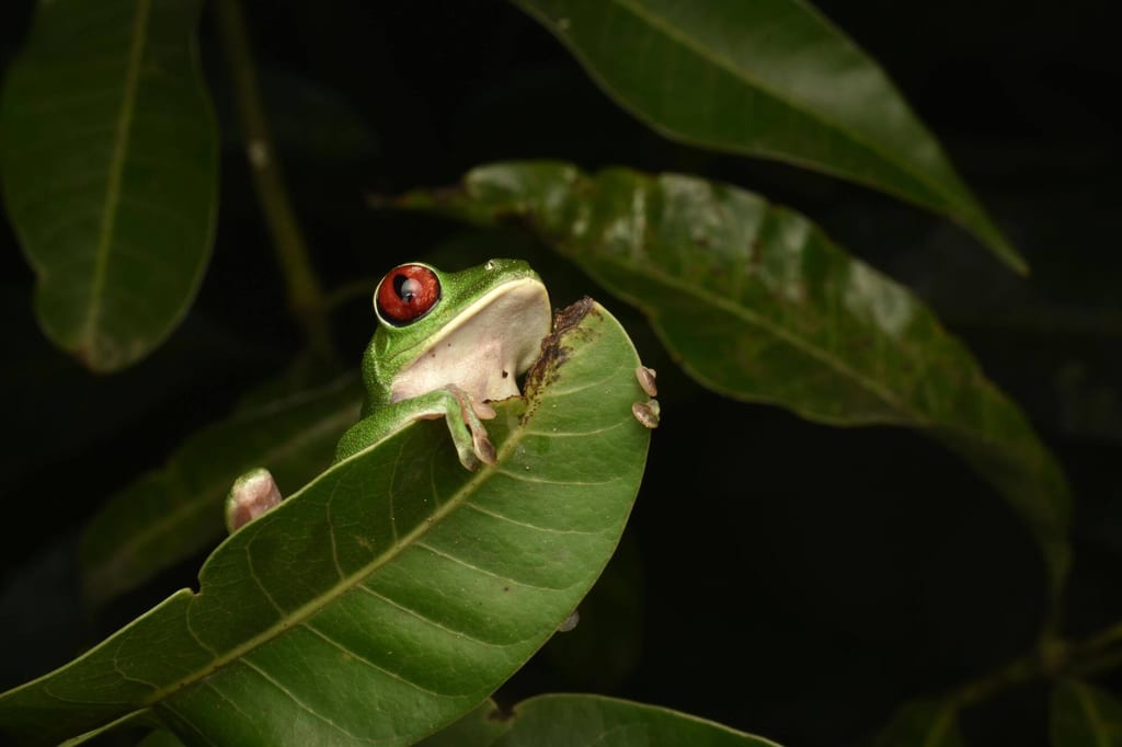 Ein einzelner Frosch lehnt auf einem großen Blatt, Nahaufnahme bei dunklem Hintergrund.