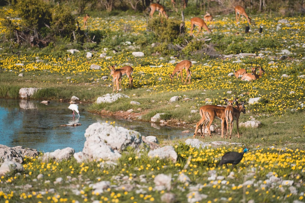 Idyllische Blumenwiese im Etosha
