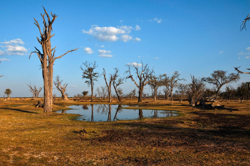 Savannenlandschaft mit toten Bäumen um eine Wasserstelle im warmen Spätnachmittagslicht