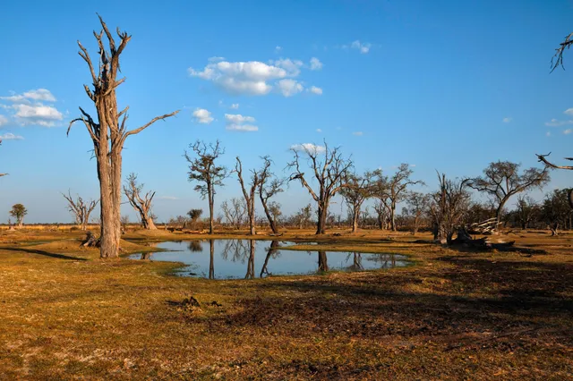 Savannenlandschaft mit toten Bäumen um eine Wasserstelle im warmen Spätnachmittagslicht