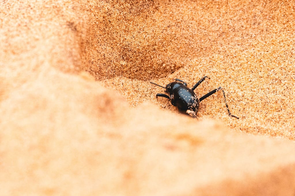 Bodennear Nahaufnahme eines schwarzen Nebeltrinkerkäfers im hellen Sand.