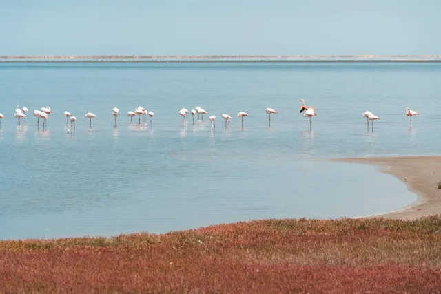 Gruppe von langbeinigen Stelzvögeln im flachen Wasser einer Lagune mit roter Marschvegetation im Vordergrund.