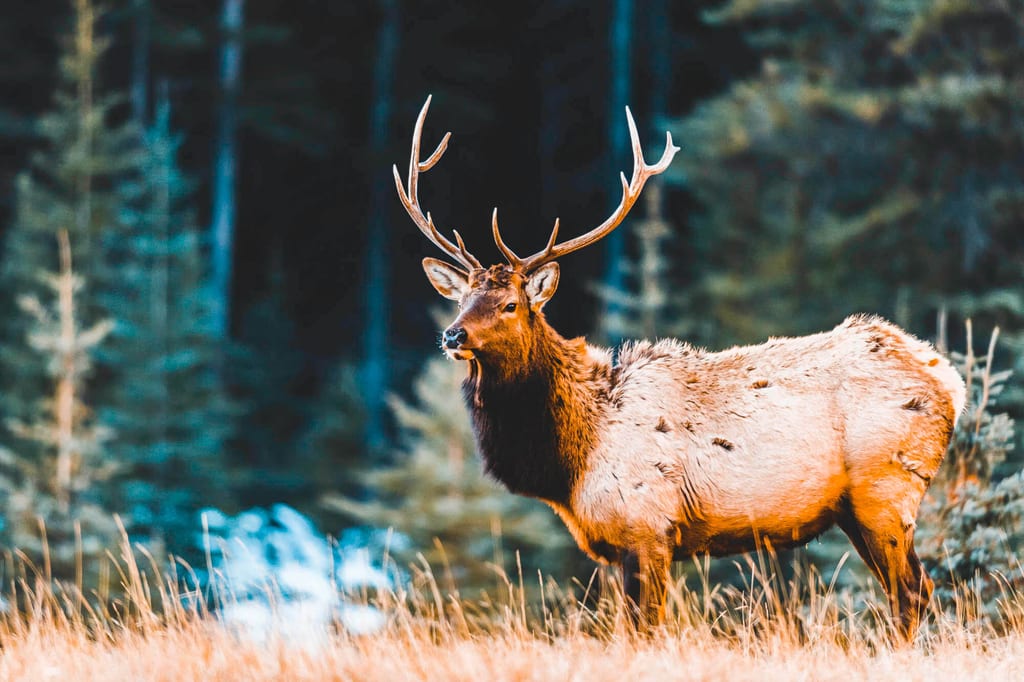 Wapiti in den kanadischen Rocky Mountains