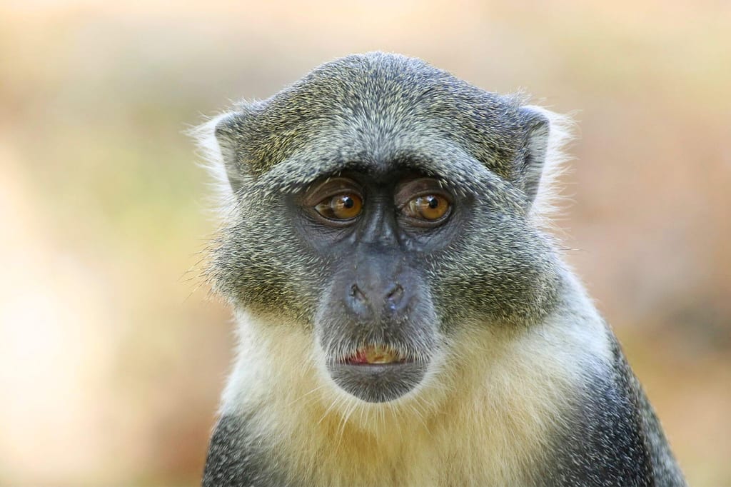 Porträt einer Weißkehlmeerkatze mit ausdrucksvollen Augen in sanftem Tageslicht