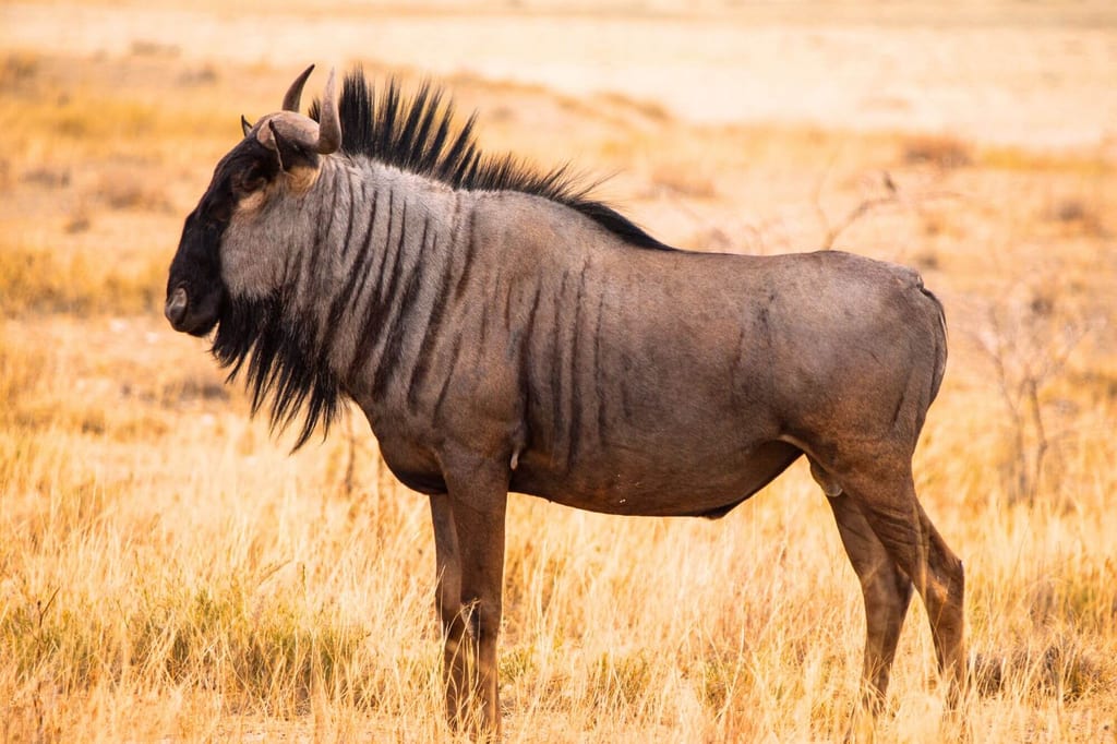 Seitliche Aufnahme einer stehenden Antilope in trockenem, goldenem Savannengras