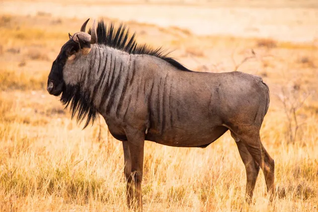 Seitliche Aufnahme einer stehenden Antilope in trockenem, goldenem Savannengras