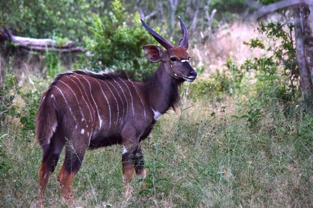 Einzelne Antilope mit Hörnern und weißen Streifen im grasigen Buschland bei weichem Abendlicht.