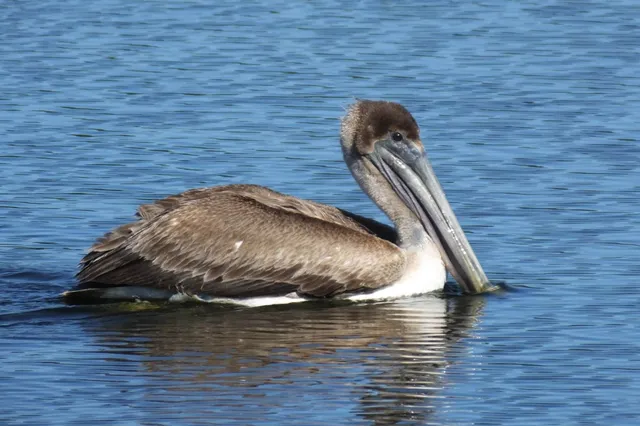 Ein Braunpelikan schwimmt ruhig auf blauem Wasser, seitliche Nahaufnahme mit Spiegelung.