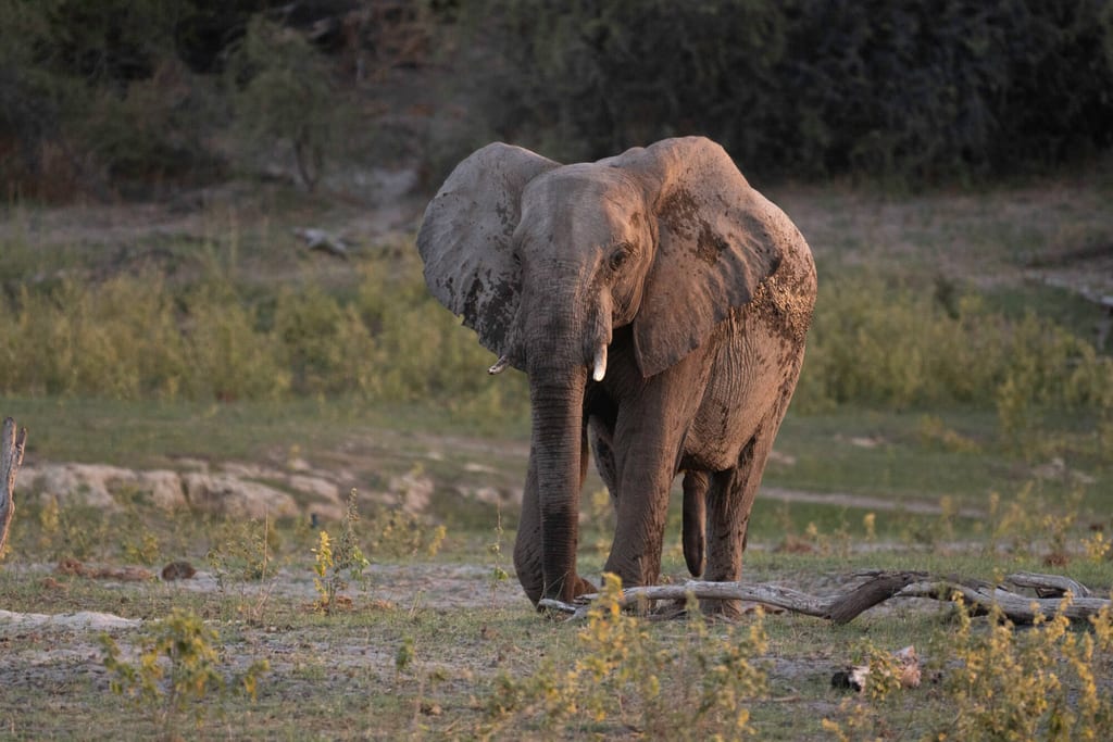 Ein einzelner Elefant im Abendlicht steht im Grasland, teilweise mit Schlamm bedeckt.