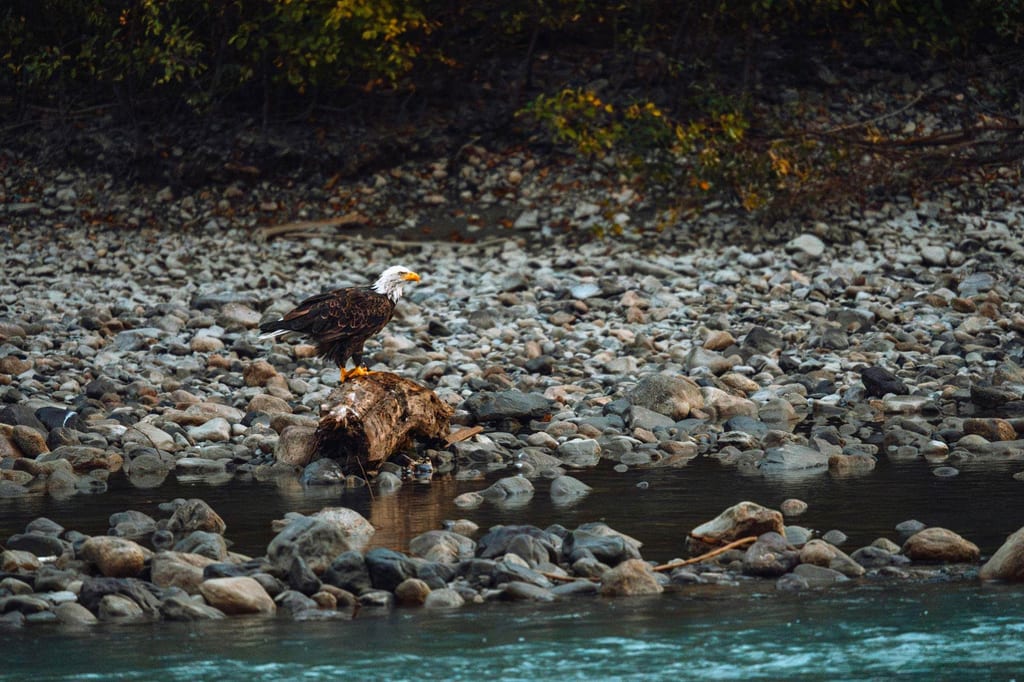 Ein Greifvogel steht auf einem Treibholz am kiesigen Ufer eines ruhigen Flusses.