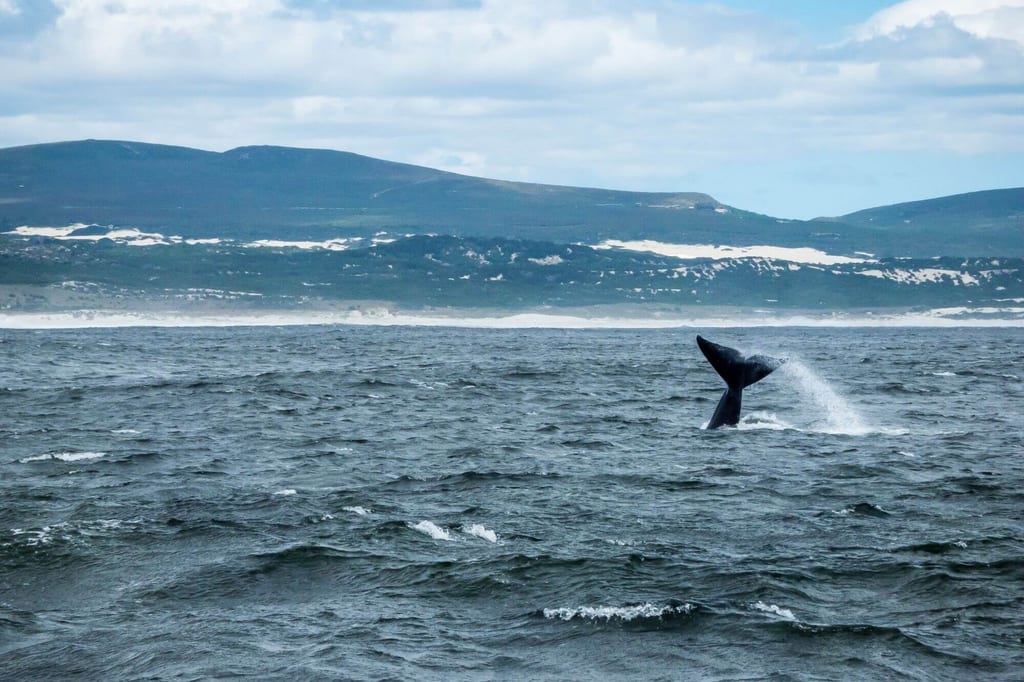 Einzelne Walflosse ragt aus unruhigem Meer vor bewölkter Küstenlandschaft