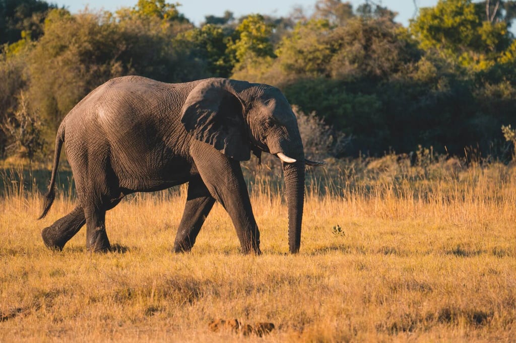 Botswana Rundreise Selbstfahrer