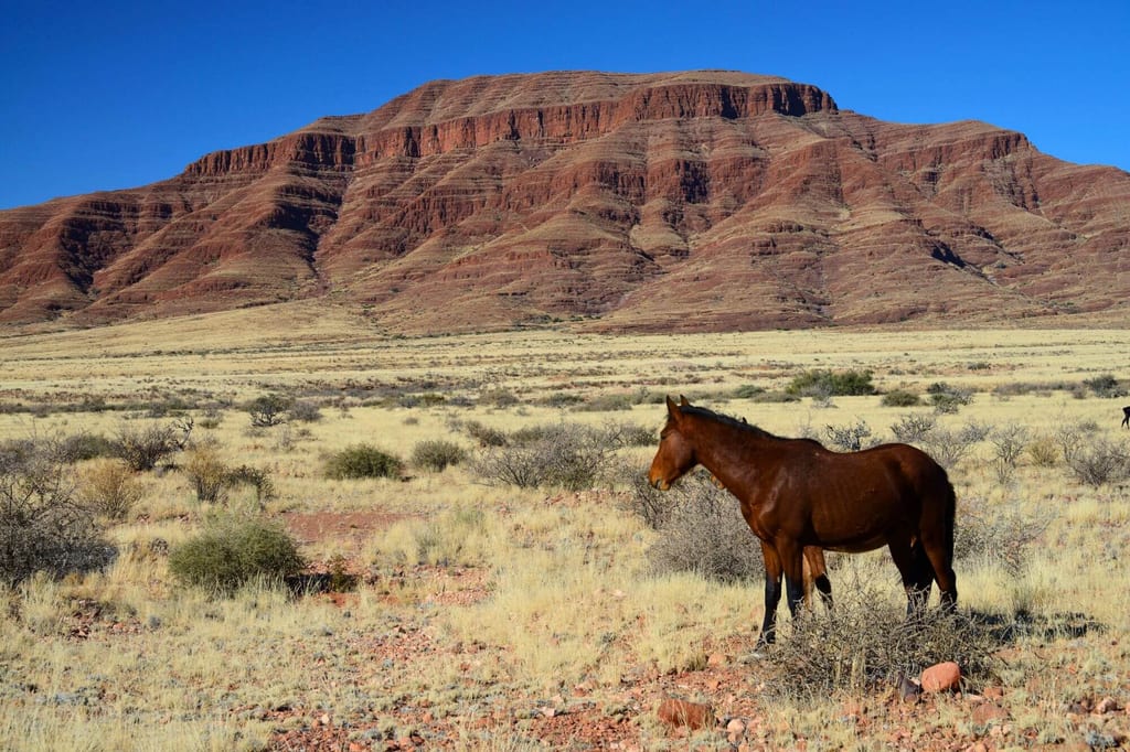 Wildpferde Namibia