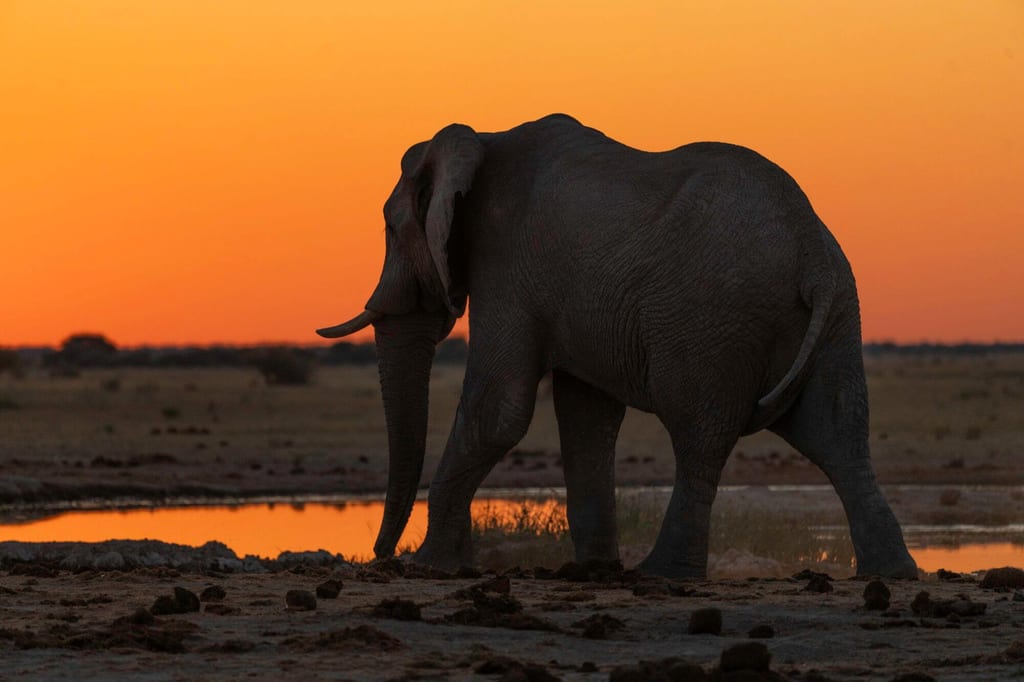 Seitliche Silhouette eines Elefanten am Wasserloch vor orangefarbenem Sonnenuntergang