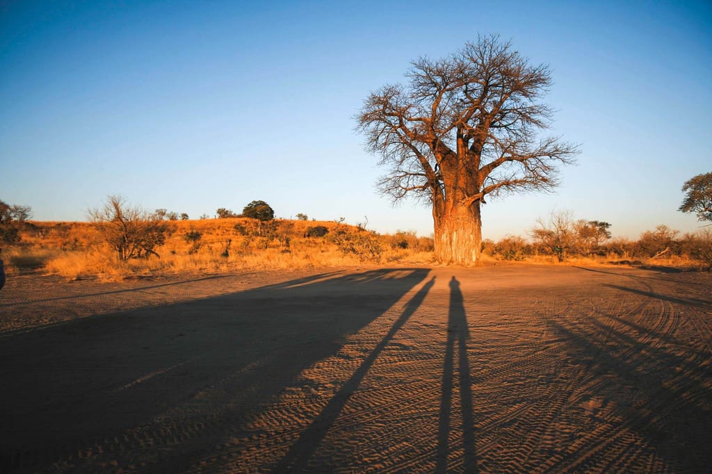 Weite Savanne mit großem knorrigen Baum, langen Schatten und warmem Abendlicht