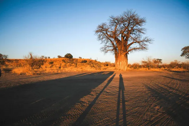 Weite Savanne mit großem knorrigen Baum, langen Schatten und warmem Abendlicht