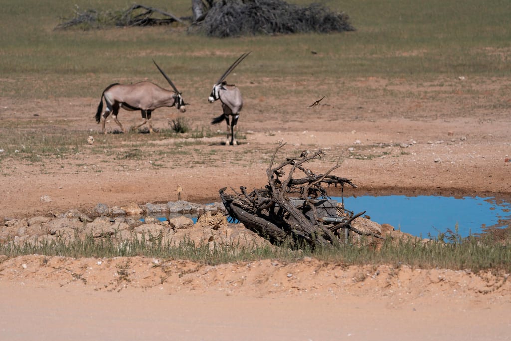 Zwei Antilopen an einem Wasserloch in trockener Ebene, abgestorbene Äste im Vordergrund.