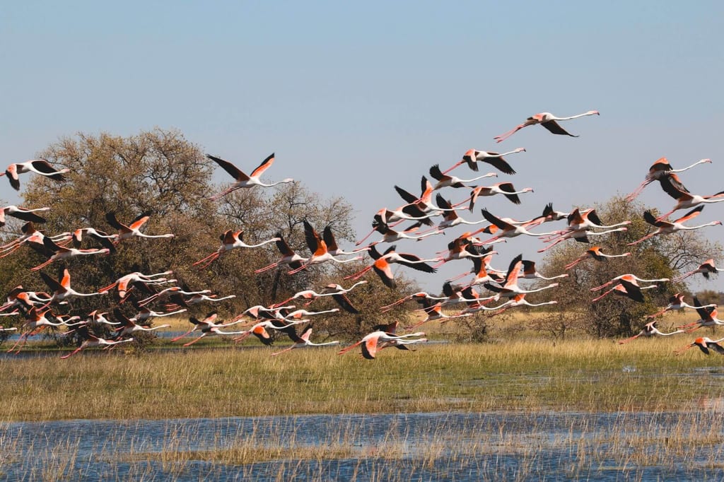 Schwarm langbeiniger Watvögel fliegt über Schilf und Wasser vor blauem Himmel.