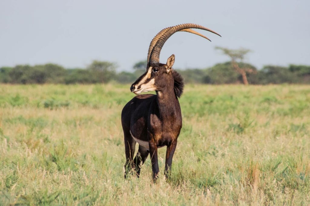 Einzelne Antilope mit langen Hörnern steht aufmerksam in grüner Grassteppe bei Tageslicht.