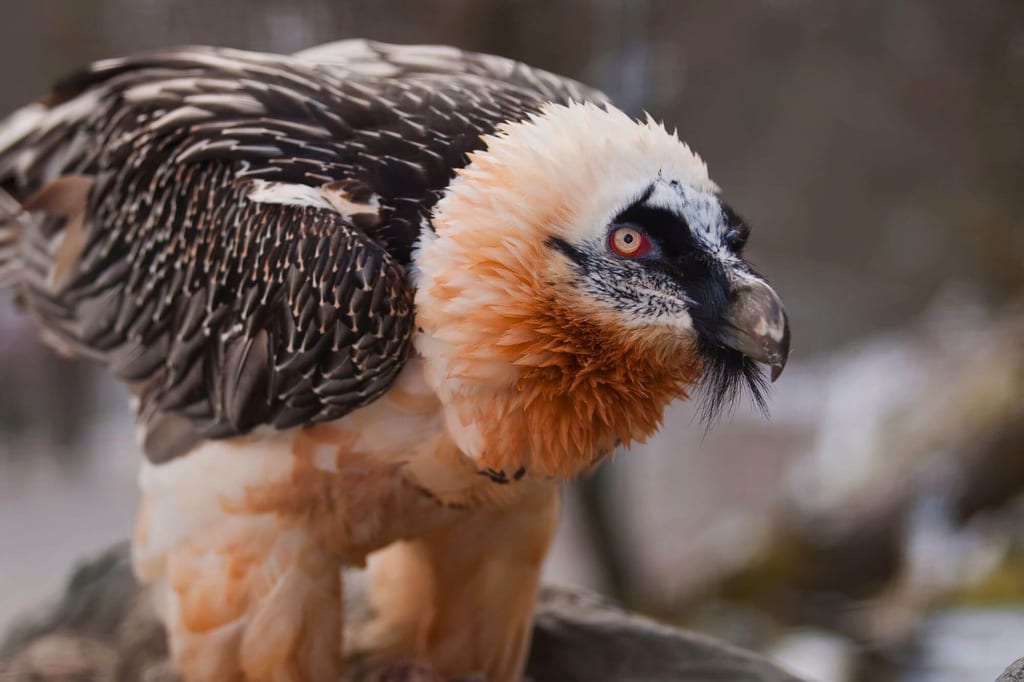 Nahaufnahme eines Greifvogels mit orange getöntem Hals und markantem Gefieder, seitliche Ansicht.