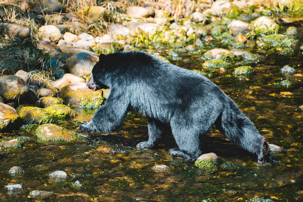 Bärenbeobachtung auf Vancouver Island