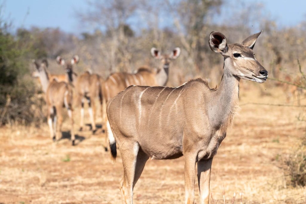 Seitenansicht einer Antilope im Vordergrund, weitere Antilopen in trockener Savanne im Hintergrund.
