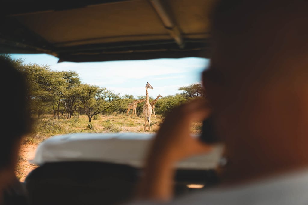 Game Drive am Waterberg Wilderness