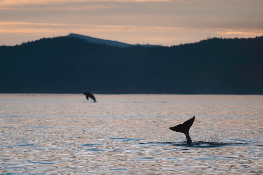 Orcas tauchen im Abendlicht ab